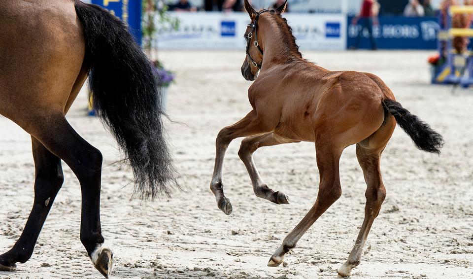 Dansk Varmblod overtrådte auktionsloven ved en følauktion i september 2020. <i>Arkivfoto: Torben Hansen</i>