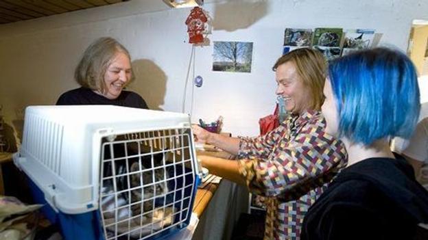 Det er det hele værd at give en forhutlet kat et nyt godt hjem. Arkivfoto: Bente Poder