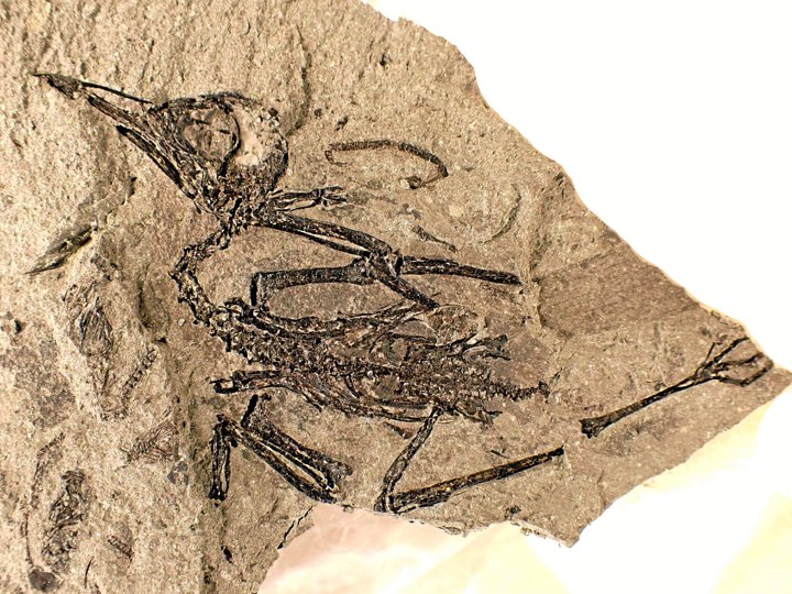 Det fine fuglefossil vil kunne ses på en pop-up udstilling på Fossil- og Molermuseet fra 13. november og måneden ud. Foto: Henrik Madsen