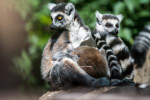 Zoo bygger nyt: Kom helt tæt på de sjove aber