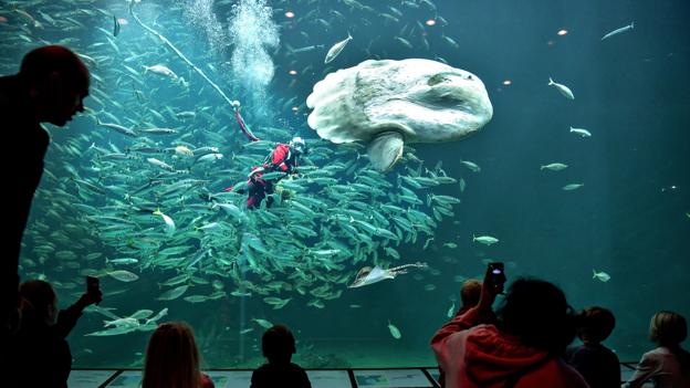 Oceanariet i Hirtshals har insisteret på at have klumpfisk i det store akvarium. Her er det biolog Kristina Skands Ydesen, der dykker med en klumpfisk i 2021. <i>Foto: Claus Søndberg</i>