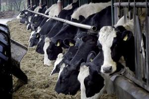 Ny herre: Pensionskasse køber stort nordjysk kvægbrug ud af konkursbo