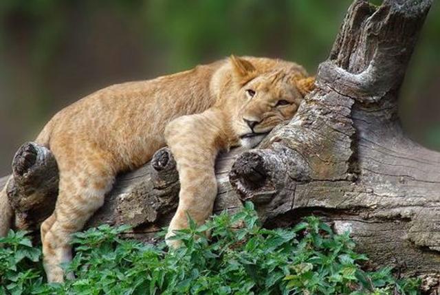 Forventningen er, at der snart igen er nye løveunger i Zoo. Arkivfoto: Michael Koch