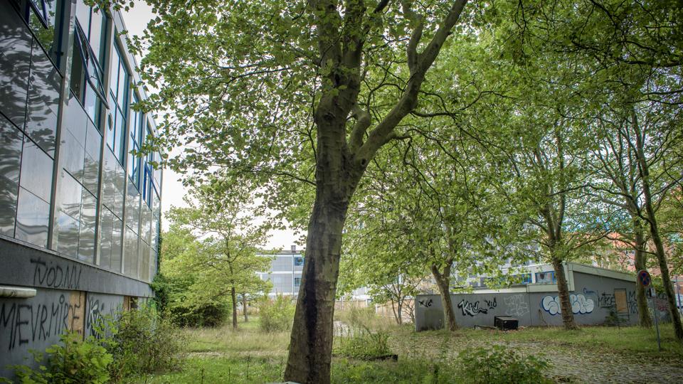 De forfaldne bygninger på hjørnet af Østre Allé og Sohngårdsholmsvej , der tidligere rummede Allé Skolen, har længe været en torn i øjet på mange aalborgensere. Men nu er der en ny plan på vej for området. <i>Arkivfoto: Martin Damgård</i>