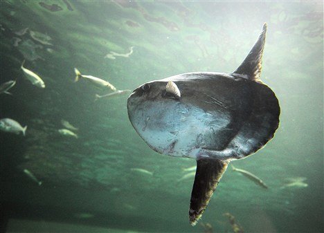 Klumpfisken klarede ikke skærene - her er årsagen
