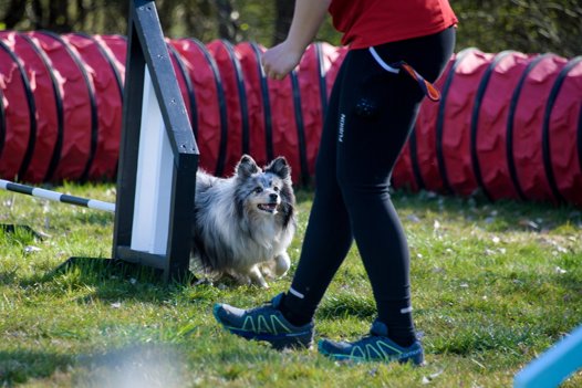 Ved agility gælder det om både hurtighed og god kommunikation mellem hund og fører. <i>Foto: Bo Lehm</i>