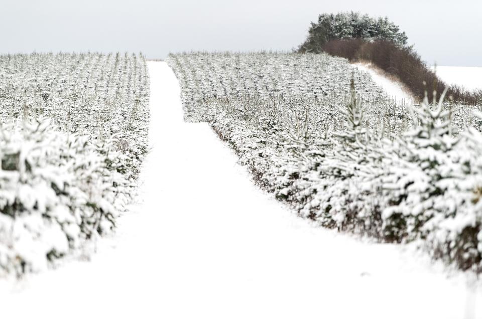DMI varsler sne i begyndelsen af december, og det er temmelig usædvanligt for julemåneden. <i>Arkivfoto: Torben Hansen</i>