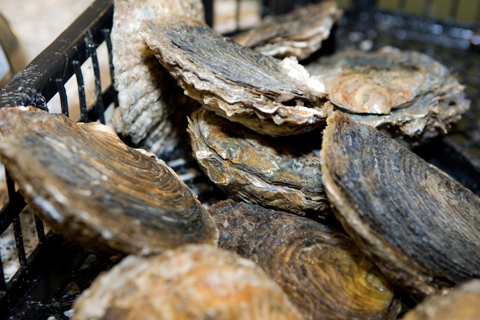 Bestanden af limfjordsøsters er styrtdykket, efter at parasitten bonamia ostreae er begyndt at brede sig blandt fjordens østers. Fangstkvoten, der i flere år har været faldende, er nede på nul ton i denne sæson. <i>Arkivfoto: Bo Lehm</i>