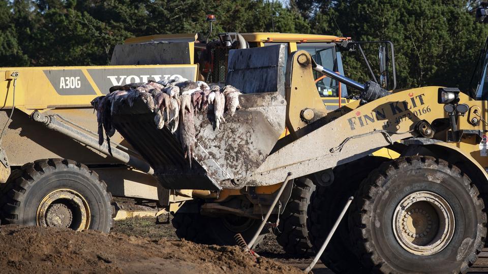 Aflivede mink graves ned ved Flyvestation Karup <i>Bo Amstrup/Ritzau Scanpix</i>