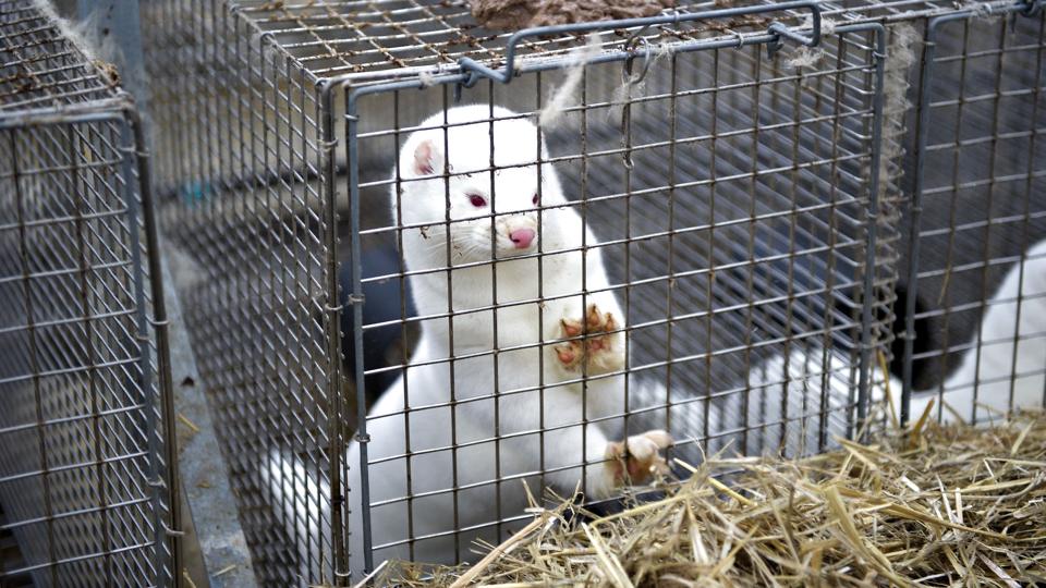 Mink <i>Henning Bagger/Ritzau Scanpix</i>