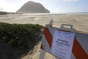 Dødeligt hajangreb i Californien udløser badeforbud
