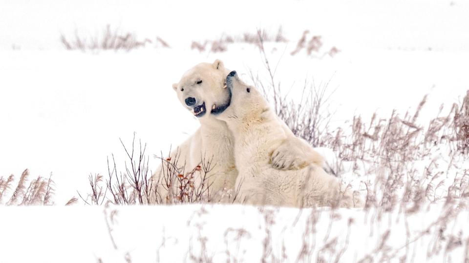 Churchill, Manitoba, Canada during polar bear season <i>Carlos Osorio/Reuters</i>
