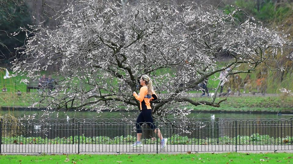 A woman runs past a cherry blossom tree already in bloom on UK''s warmest New Year''s Day, in St James''s Park <i>Toby Melville/Reuters</i>