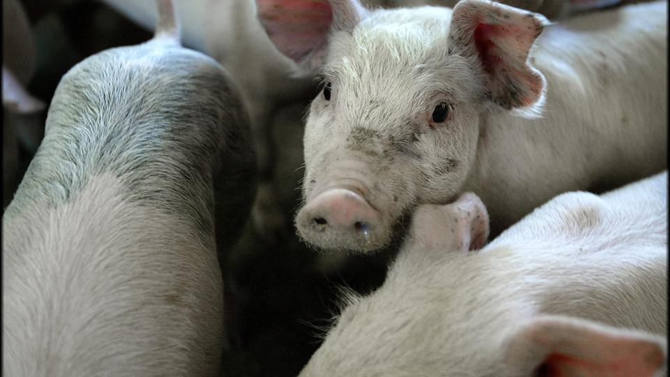 Dyr får mindre antibiotika: Fald i forbrug til svin <i>Henning Bagger/Ritzau Scanpix</i>