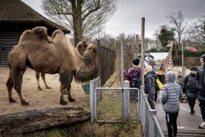 Zoo: Hellere nedlukning lidt endnu end tvangsåbning før tid