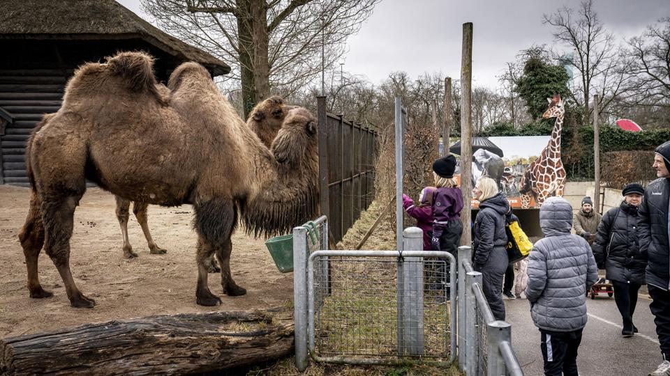 København Zoo er åbnet igen med testcenter <i>Mads Claus Rasmussen/Ritzau Scanpix</i>