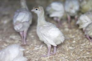 Endnu en farm med fugleinfluenza: 60.000 kalkuner aflives