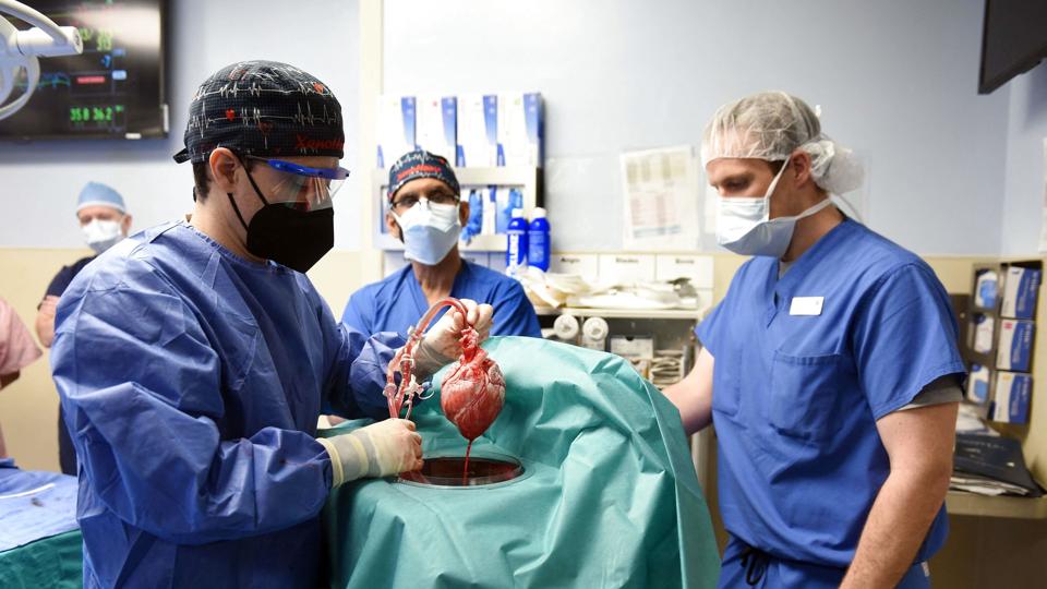 US-HEALTH-HEART-TRANSPLANT-PIG <i>-/Ritzau Scanpix</i>