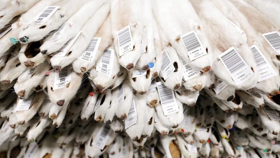 Labeled mink pelts are seen in storage at Kopenhagen Fur in Glostrup <i>Andrew Kelly/Reuters</i>