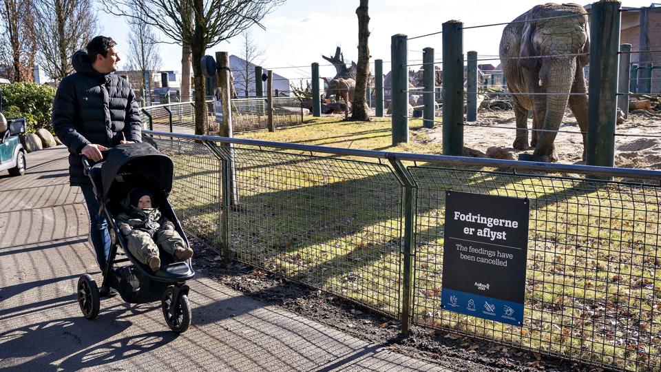 Aalborg Zoo åben igen med coronarestriktioner <i>Henning Bagger/Ritzau Scanpix</i>