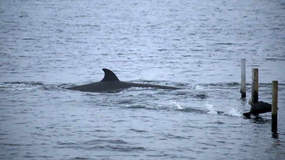 Sjælden næbhval i Kolding Fjord <i>Presse-Fotos.dk/Ritzau Scanpix</i>