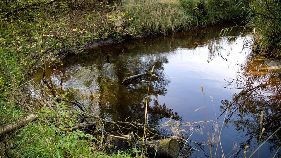 Områder tæt på vandløb risikerer at blive oversvømmet. <i>Arkivfoto: Bo Lehm</i>