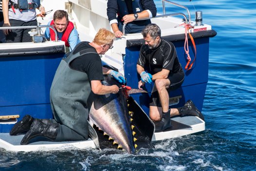 Kronprins Frederik overværede på nærmeste hold, hvordan de blåfinnede tun blev mærket. Og den oplevelse kan en heldig vinder af en lystfiskerkonkurrence nu også opnå. <i>Arkivfoto: Kim Dahl Hansen</i>