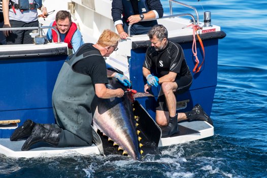 Kronprins Frederik overværede på nærmeste hold, hvordan de blåfinnede tun blev mærket. Og den oplevelse kan en heldig vinder af en lystfiskerkonkurrence nu også opnå. <i>Arkivfoto: Kim Dahl Hansen</i>