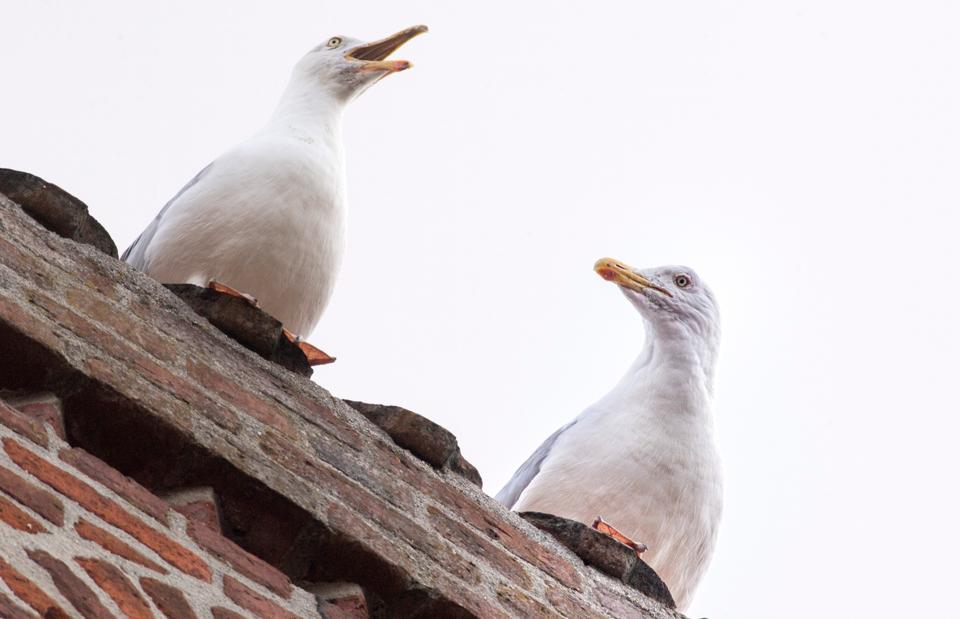 Måger er stadig et problem i de områder, hvor der er udeservering, men kommunen må ikke skyde fuglene, når de yngler. <i>Arkivfoto: Henrik Louis</i>