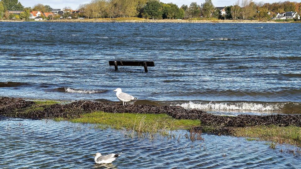 Blæsten oversvømmer dele af havne i Aalborg <i>Henning Bagger/Ritzau Scanpix</i>