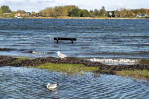 Rapport: Stigning i vandstand vil påvirke natur i 76 kommuner