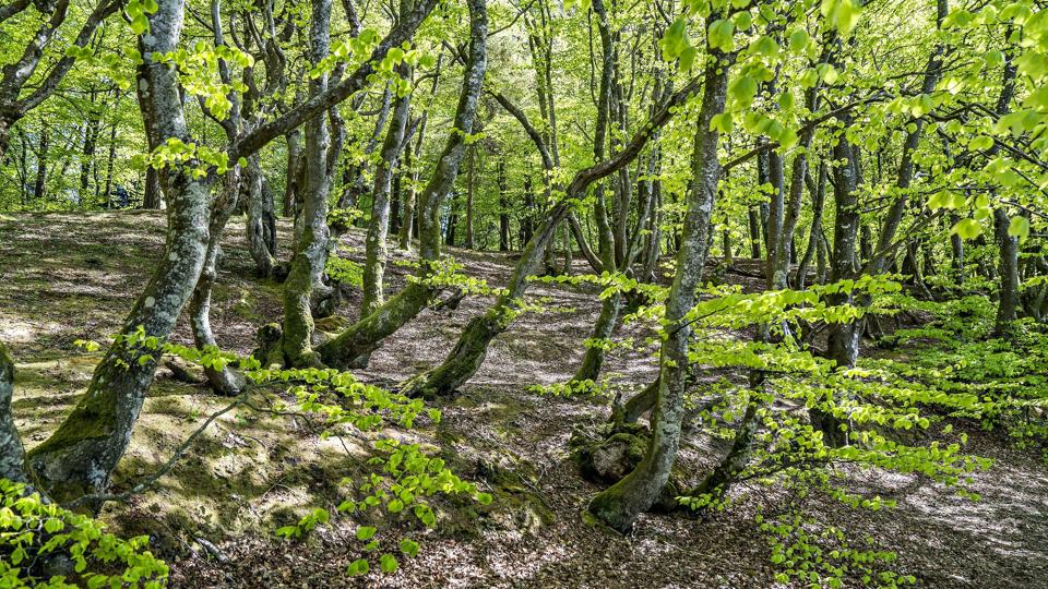 Nyudsprungne lysegrønne bøgetræer ved Store Økssø i Rold Skov. Naturen har fået nok, den er klemt og skal have mere plads. Det er tanken bag en aftale om 15 naturnationalparker. (Arkivfoto) <i>Henning Bagger/Ritzau Scanpix</i>