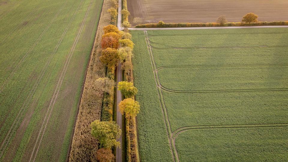 Af et udkast til en politisk aftale om pesticidhandlingsplanen fremgår det, at det fremover skal være forbudt for landmænd at bruge Roundup til at tvangsmodne afgrøder, så de er klar til at blive høstet. (Arkivfoto) <i>Mads Claus Rasmussen/Ritzau Scanpix</i>