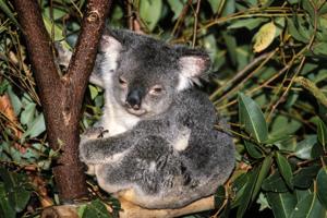 Australien kalder nu koalaen for en truet dyreart