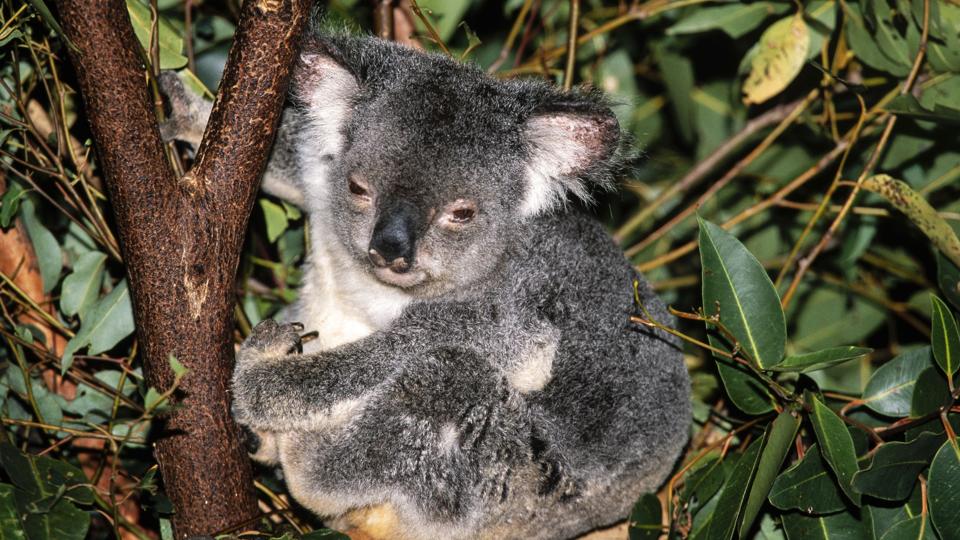 En koala hviler i et eukalyptus træ i Lone Pine Koala Reservatet nær Brisbane i Australien. Koalaer sover op til 20 timer om dagen. <i>Jon G. Fuller/Ritzau Scanpix</i>