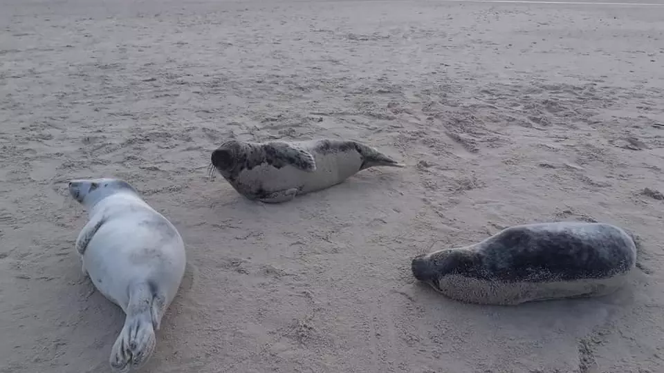 Onsdag morgen blev der spottet 45 sæler på stranden ved Grenen - ud af disse var 26 gråsælunger. Det er det største antal unge gråsæler nogensinde set i Danmark. Foto: Erik Christophersen/Grenen Fuglestation
