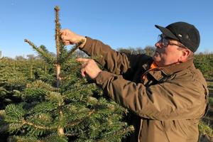 Nordjyske juletræer langt hjemmefra: Jørgens graner skal fejre jul i England