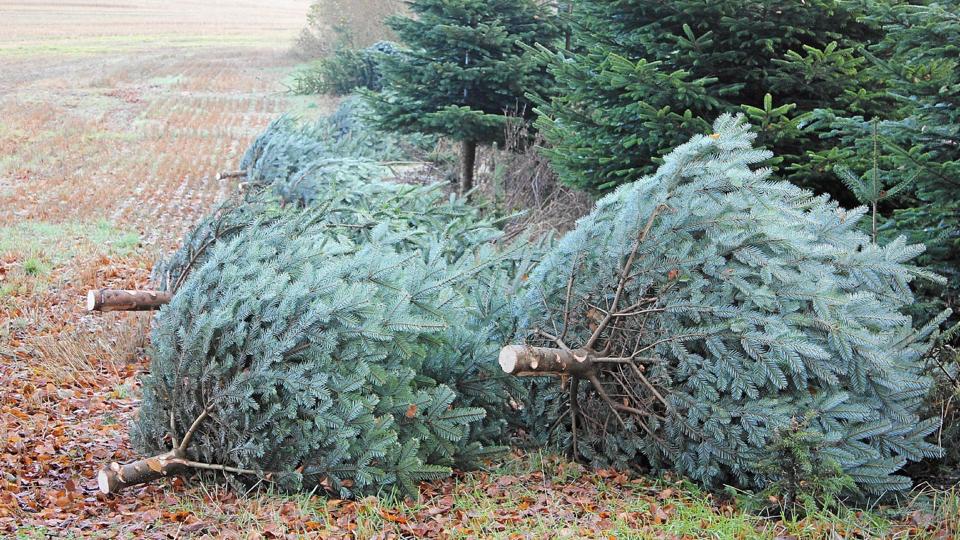 Udsigten til konventionelt dyrkede juletræer på nabogrunden har vakt stor bekymring hos Rebild Vandværk. Arkivfoto