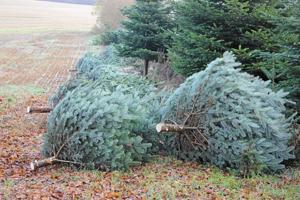 Giftige juletræer: Byrådsflertal vil hjælpe vandværk til jordkøb