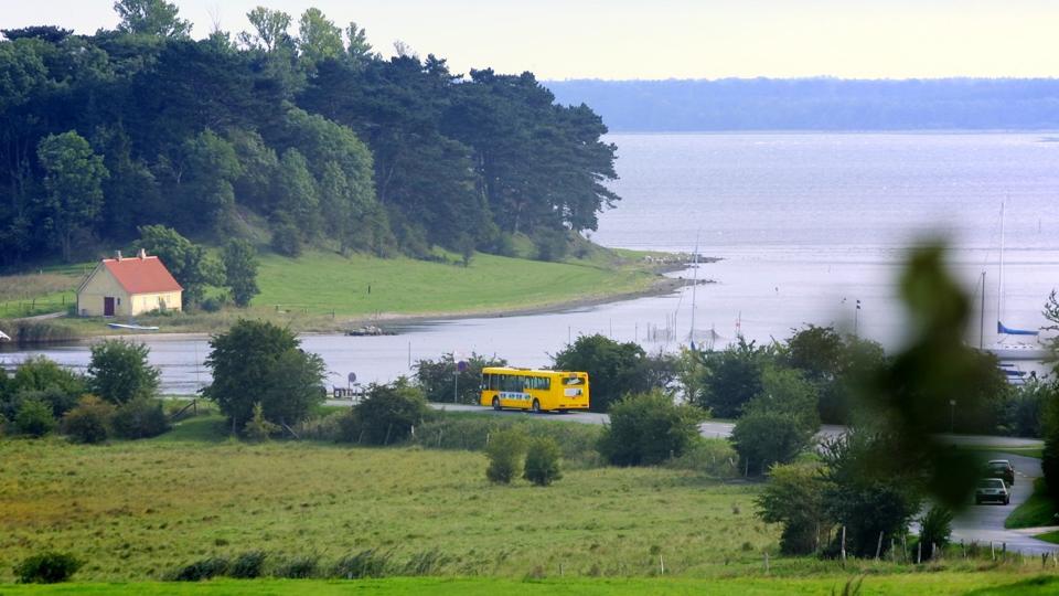 Den hvidhovedet er set ved Selsø sø på den sjællandske halvø Hornsherred. Siden er flere hundrede entusiaster troppet op for at se den sjældne fugl. <i>Soeren Steffen/Ritzau Scanpix</i>