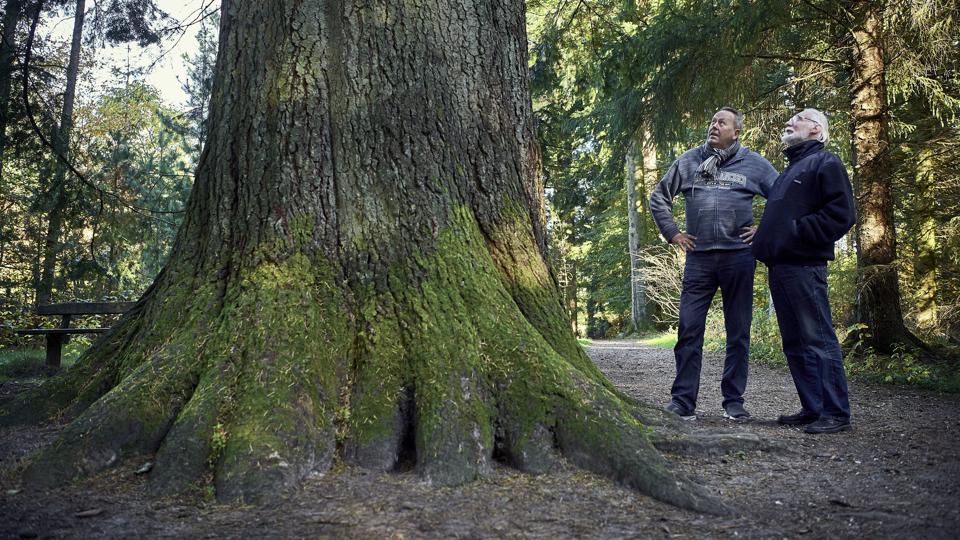 De to skovforfattere beundrer kæmpegranen, en grandis, i Den Jyske Skovhave syd for Skørping. Ifølge Qvistorff er det Danmarks største nåletræ målt i volumen. Foto: Henrik Bo <i>Foto: Henrik Bo</i>