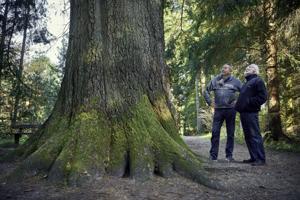 Skov-skriverne Helge og Helge: Træer er deres fælles passion