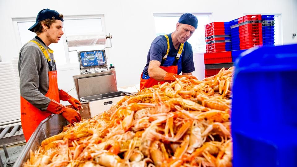 Fonfisk i Hanstholm er en af de virksomheder, der eksporterer friske skaldyr og fisk til Italien. Her håndteres et stort parti jomfruhummer. Foto: Diana Holm