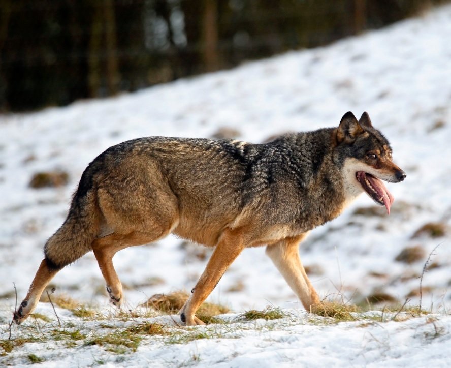 Så er der sat tal på ulveangreb i Nordjylland