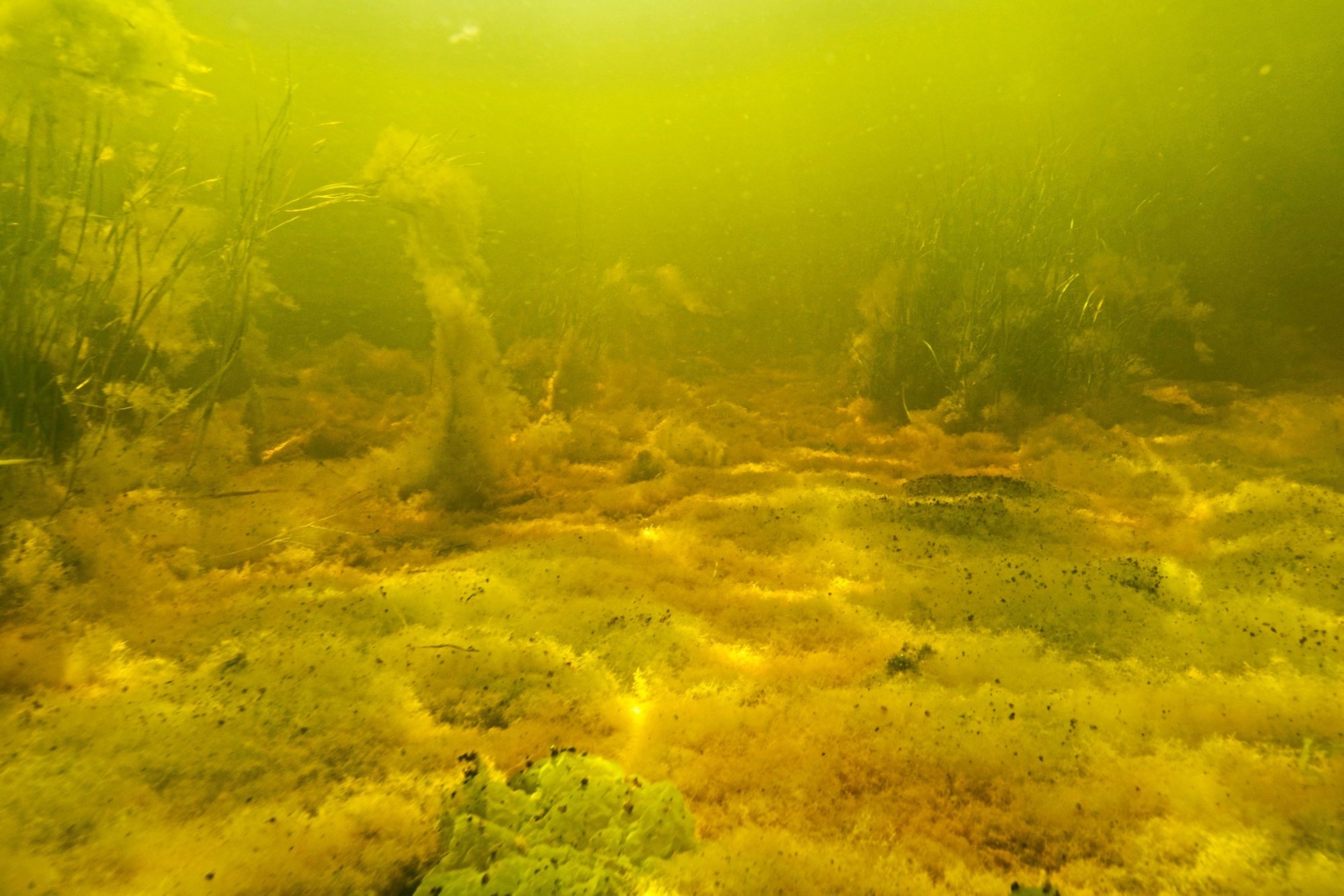 Kraftig iltsvind i nordjyske fjorde: Må man bade i algerne?