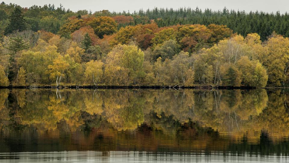 Rold Skov er Danmarks næststørste skovområde. Her skal der ikke længere fældes træer for at tjene penge til staten. Arkivfoto: Lars Pauli
