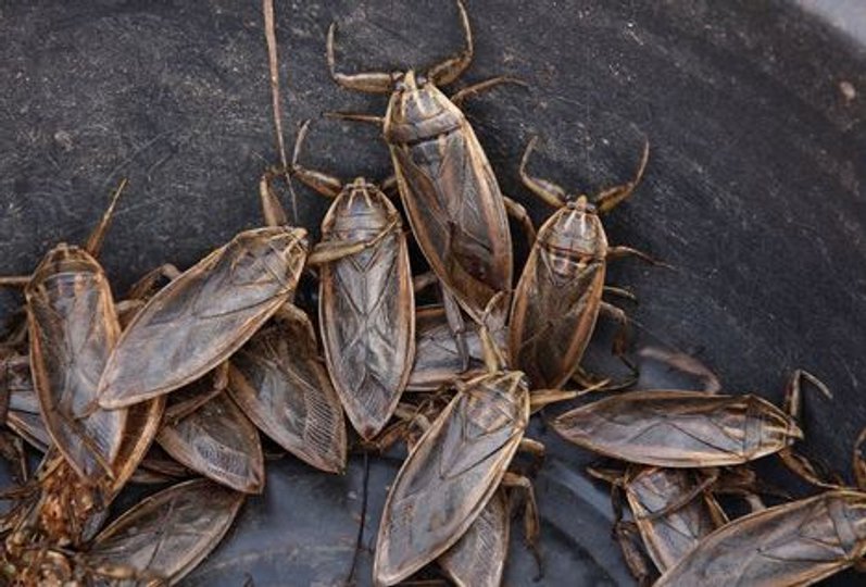 116 kakerlakker blev fundet i et nordjysk bageri. Foto: Torben Huss/Scanpix