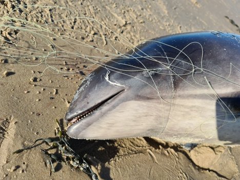 Et af de døde marsvin, som blev fundet på stranden nord for Blokhus - viklet ind i net. Foto:  My Behrendt