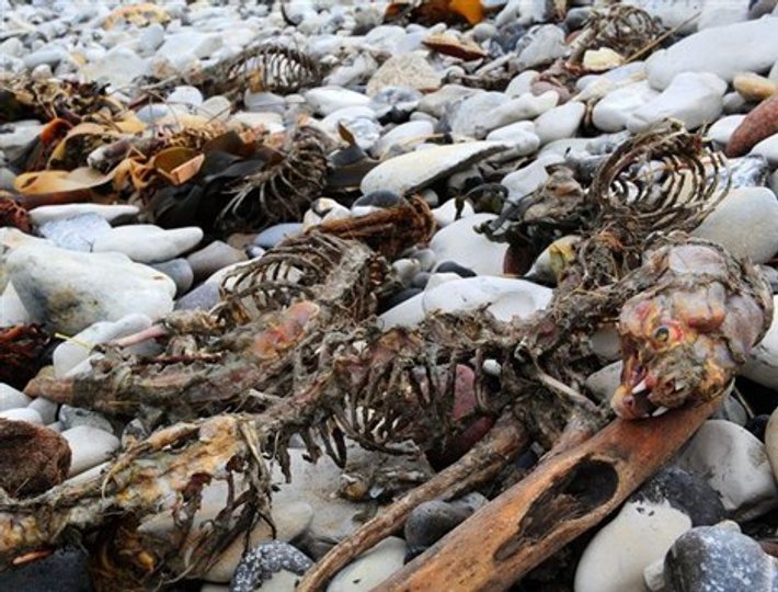 Folk der ikke kender hele historien tror, at det er en minkavler, der har smidt kadaverne på stranden, siger formanden for de nordjyske pelsdyravlere.Foto: Ole Iversen