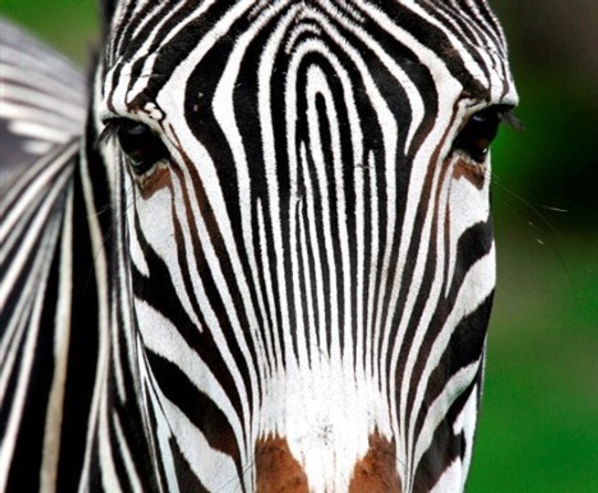 Forskere mener nu at have fundet ud af, hvorfor zebraen er stribet. Foto: Michael Koch